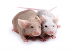 Common Mice Health Problems: Signs, Causes & Care Tips