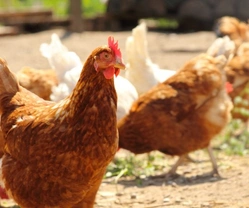 Complete Guide to Chicken Digestive System & Crop Health
