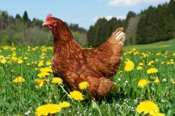 Top 5 Laying Chicken Breeds for Beginners: A Simple Guide