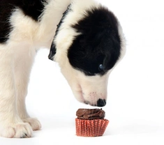 Could Your Love Be Harming Your Dog? Essential Safety Tips