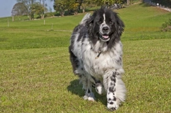 Teaching Older Dogs New Tricks to Stay Healthy