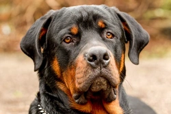 Recognising Cancer Symptoms in Rottweilers: Key Signs to Watch