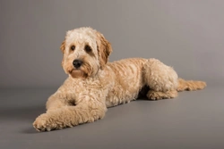 Cockapoo vs Cocker Spaniel: Choosing the Right Breed for You