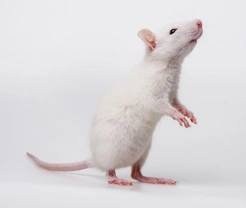 10 Reasons to Own a Pet Rat: Friendly & Low Maintenance
