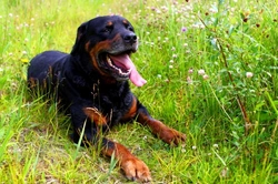 The Rottweiler: A Good Family Dog? 7 Must-Know Facts