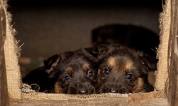 Puppy Farming Reality: How to Avoid Buying Farmed Puppies
