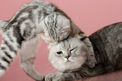 Complete Guide to Integrating Your New Kitten