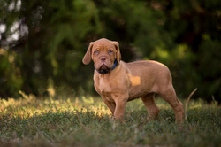 Ten things to know about the Dogue de Bordeaux before buying