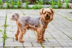 Ideal Yorkshire Terrier Weight: Is Your Yorkie Healthy?