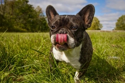 Top 10 Must-Know Tips for New Dog Owners