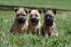 Bile Acid Testing for Puppies: Essential Liver Function Guide