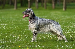 English Setter DNA Testing: Kennel Club's New Schemes Explained