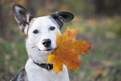 Five autumn dog care myths and truths for safe UK pets