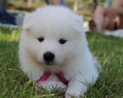 Spitz tedesco nano prezzo: bianco, da allevamento e dove trovarlo