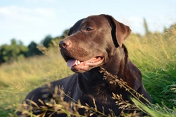 Labrador Retrievers and Arthritis: Risks, Prevention & Management
