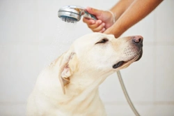 Can I Use Tea Tree Oil on My Pets? Safety and Risks Explained