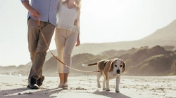 Taking Your Dog on Holiday: Family-Friendly UK Travel Tips