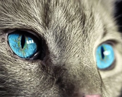 La giardia nel gatto