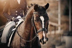 Att tävla i dressyr – vi reder ut begreppen