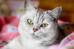 Cómo presentar un nuevo gato en casa