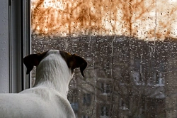 UK Dog Weather Preferences: Top 2025 Care Tips