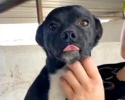 Adozioni cani: la storia di Andalù, cucciolone allegro e socievole