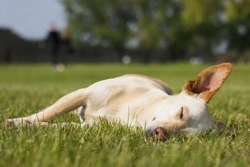Why Dogs Rub Their Head and Face in the Grass Explained