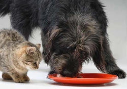 Is kattenvoer slecht voor honden?