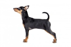 Miniature Pinscher Health: Hereditary Issues & Testing Guide