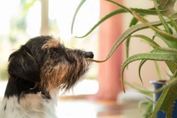 Is Aloe Vera Toxic to Dogs? What Every Owner Should Know