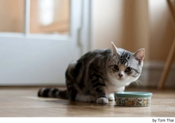 Dónde colocar el comedero de tu gato