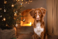 5 Vital Christmas Tips for Dog Owners to Keep Pets Safe