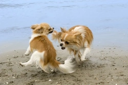 How to Manage When Dogs Don't Get Along