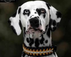 Eterocromia nel cane Dalmata