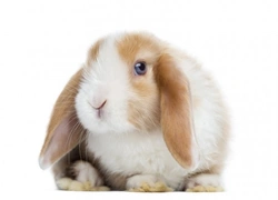 Mini Lop Rabbits: The Perfect Pet Care Guide