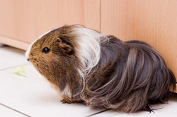 Floor Time for Your Guinea Pig: Essential Guide