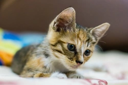 Complete Guide to the Dragon Li Cat Breed and Care