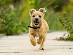 Why Not To Over-Exercise Puppies: 6 Key Reasons