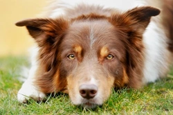 Complete Guide to Canine Diet Management for Epilepsy
