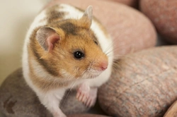 Common Hamster Health Problems And How To Spot Them