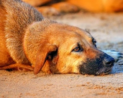 Associazioni animali: Codine alla riscossa