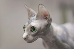 Sphynx Cat Care Guide: Hairless Cats Explained