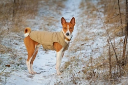 Exercising Older Dogs Safely in Cold Weather: 7 Essential Tips