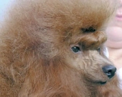 Le razze canine più cercate in Italia