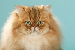 10 razas populares de gatos de pelo largo: cuidados y características