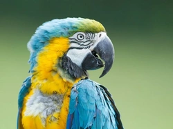 Parrots and Stress: Causes, Signs and How to Help