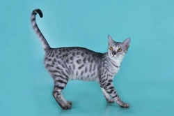 6 razas de gatos con mucho carácter y personalidad en España 2025