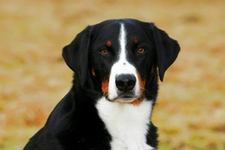 Sepsis in Dogs: Symptoms, Causes and Treatment Options