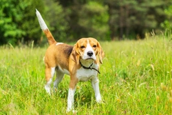 Neonatal cerebellar cortical degeneration in Beagles: Hereditary disorder