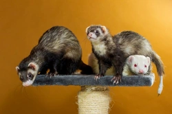 Fun Interesting Facts About Ferrets: 25+ Engaging Pet Insights